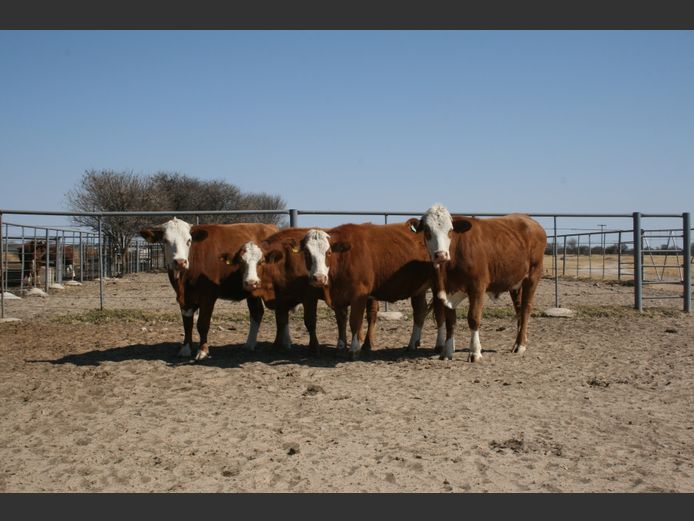 Commercial Animals