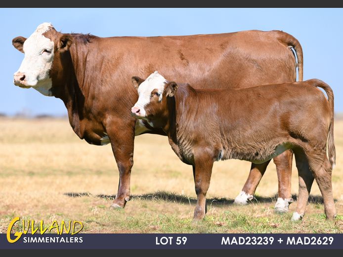 MAD23239 | MG DE JAGER