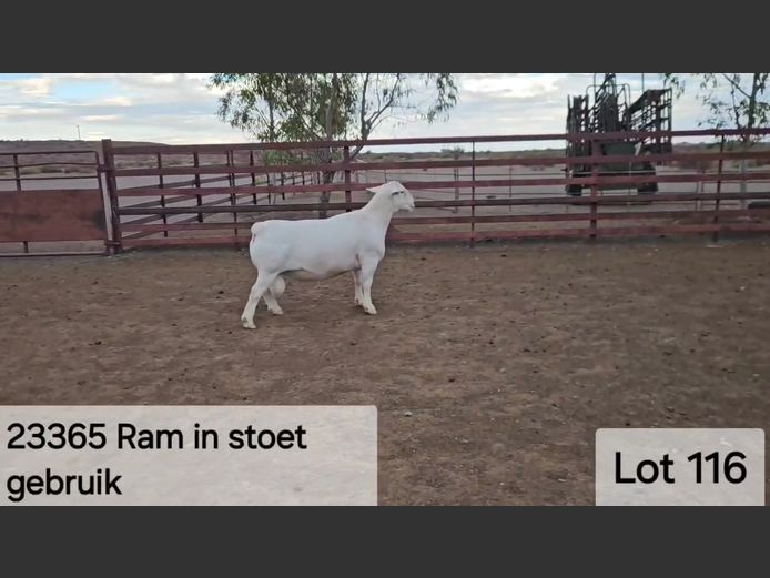 602 24 0018W | Kasteel Witdorpers