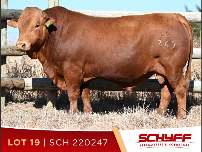 SCH 220247