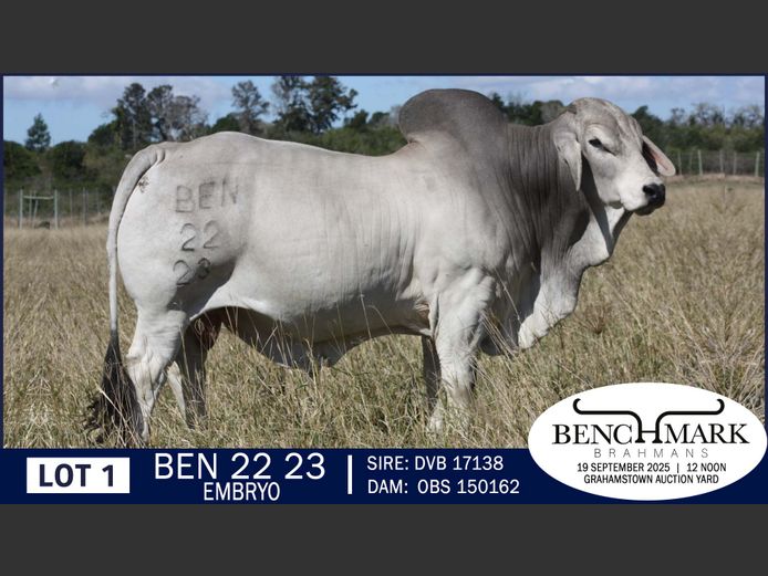 BEN2223 | NO 8 CATTLE COMPANY