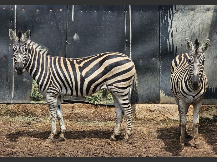 ZEBRA | FOREVER RESORT