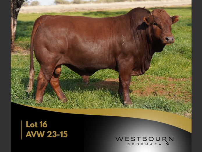 AVW 230015 | WESTBOURN BONSMARAS