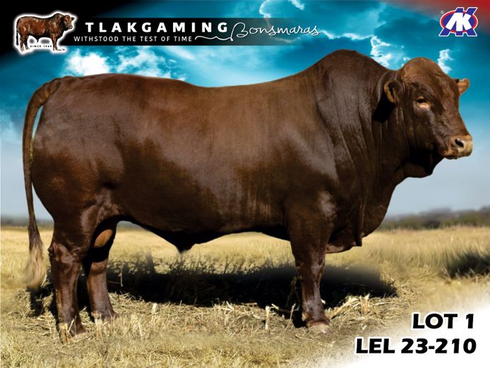 LEL230210 | LEE & SON