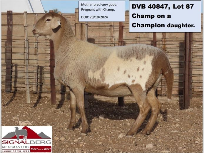 SIGNALBERG MEATMASTERS | DVB 40847
