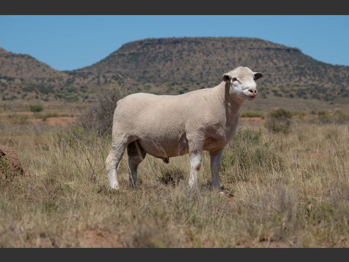 T 240065 | TWEE BROERS DORMER STOET