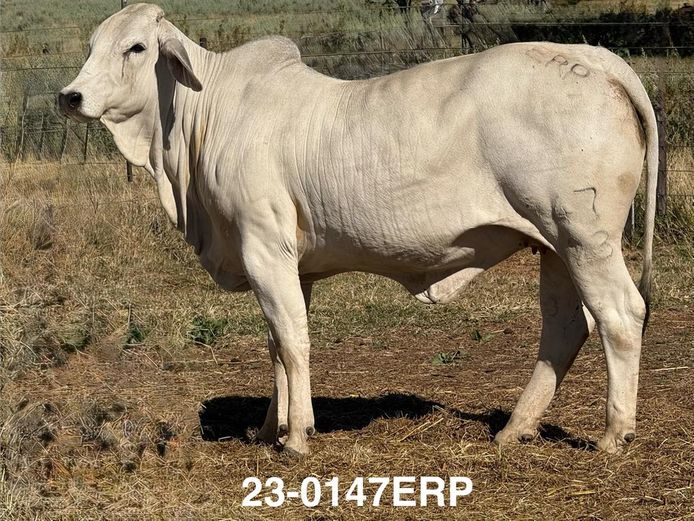 23-0147ERP | HARROBI BRAHMAN