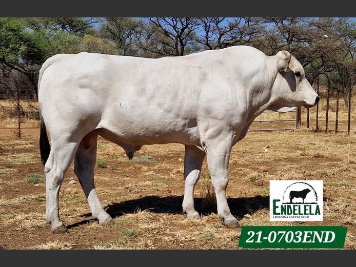 21-0703END | ENDELELA CHIANINA