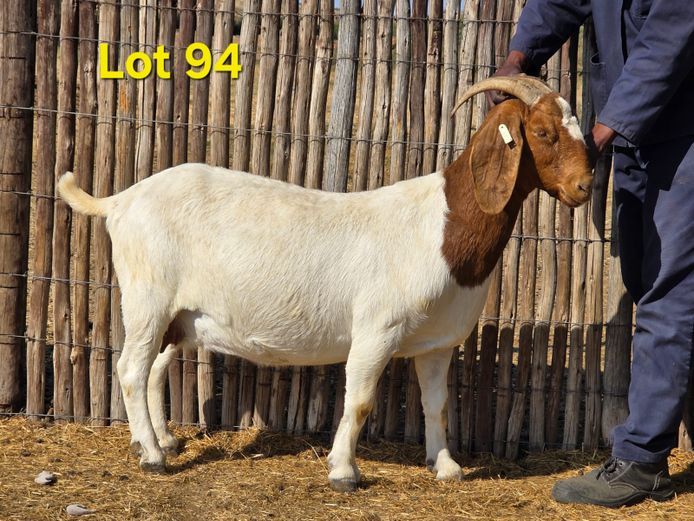 24.07 | Charl Baard Boerbokke