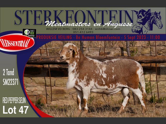 SM 22 371 | Sterkfontein Meatmasters