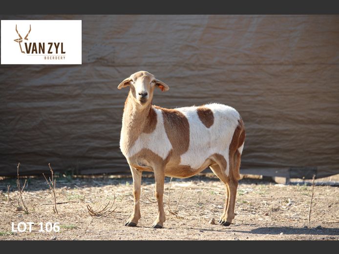 21-24 | VAN ZYL BOERDERY
