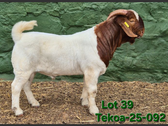 1673 250092 | Tekoa Boerbokstoet 