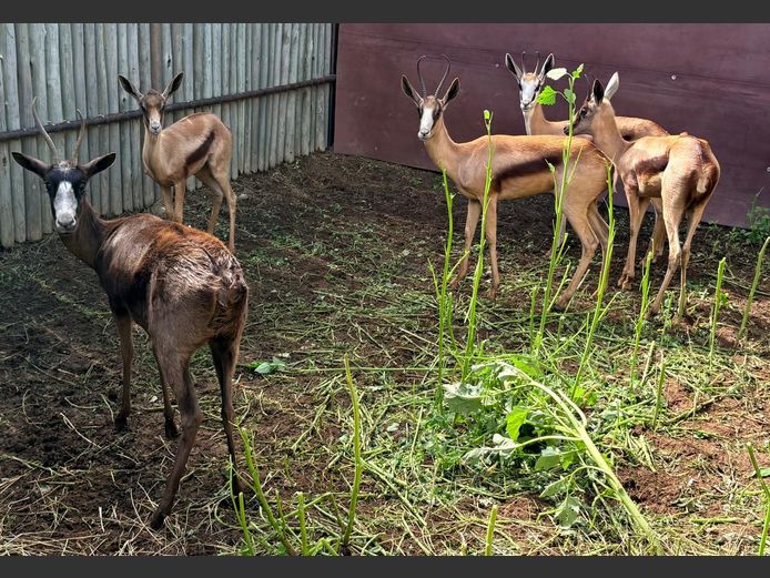 Springbok Ooie