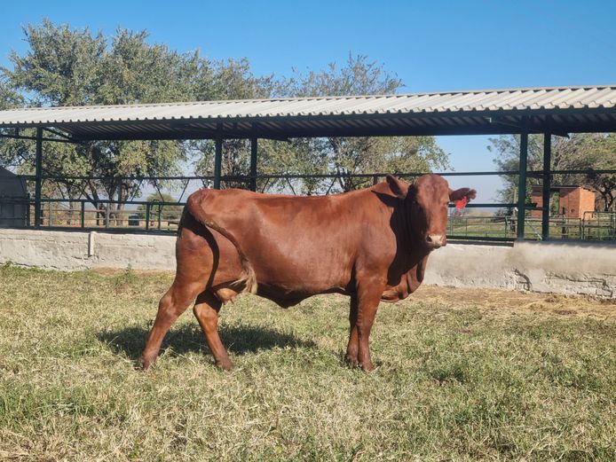 Commercial Animals | SH Bonsmaras