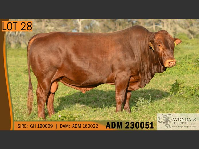ADM 230051 | A.D. MULLINS