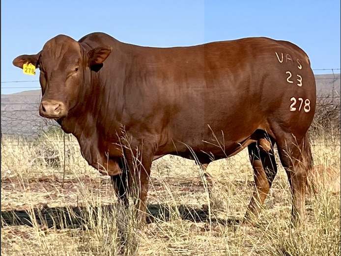 VAS230278 | WOLHAARKOP TULI`S