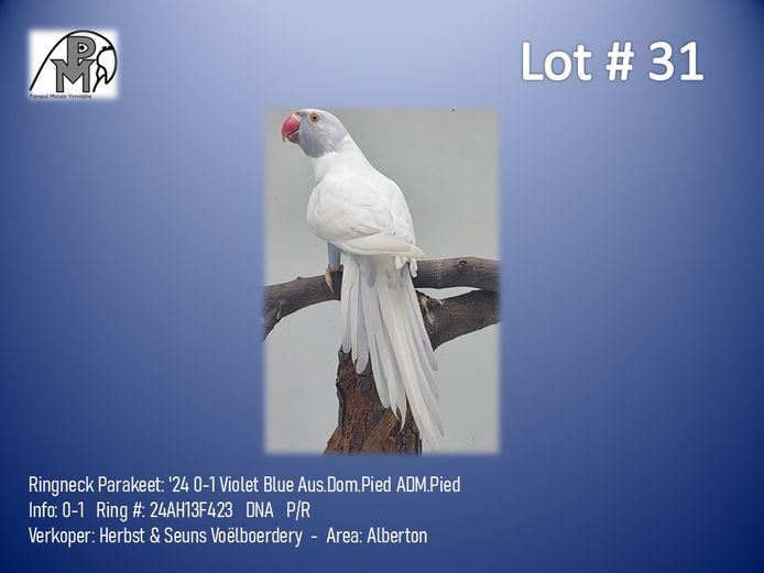 0-1 '24 Ringneck Parakeet: Violet Blue Aus.Dom.Pied ADM.Pied - Herbst & Seuns Voëlboerdery