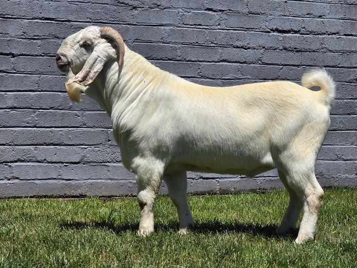 95 24 0075 | MAIZE VALLEY FARMS (PTY) LTD