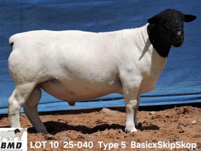 25-040 | BROER MARITZ DORPERS