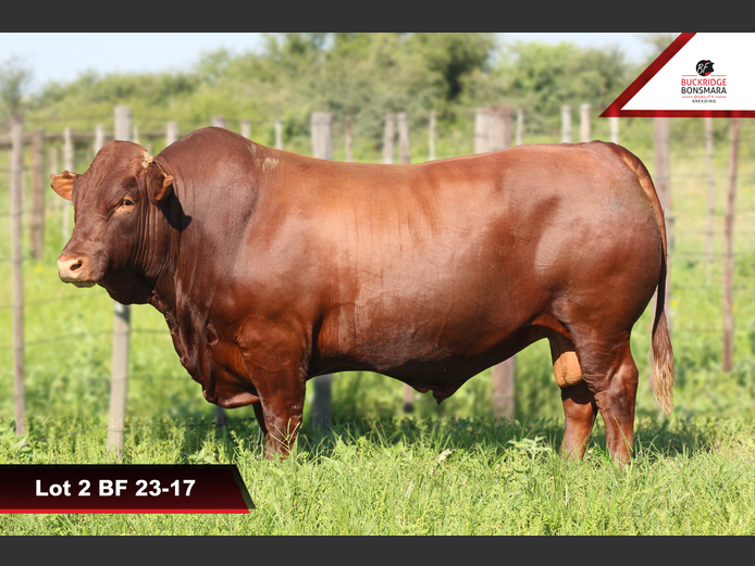 BF 230017 | BUCKRIDGE BONSMARAS
