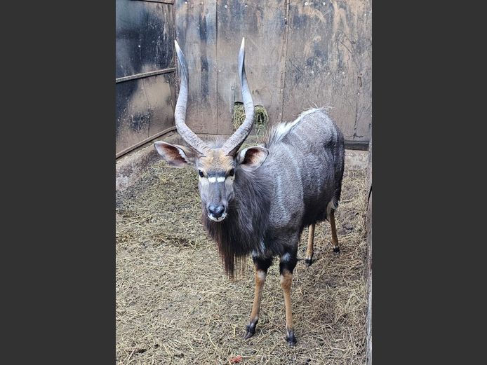 NYALA 24 ½” | NETKOR