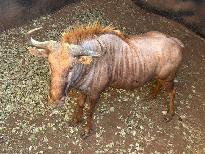 GOUE WILDEBEES