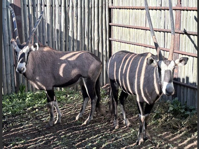 Gemsbok Bulle