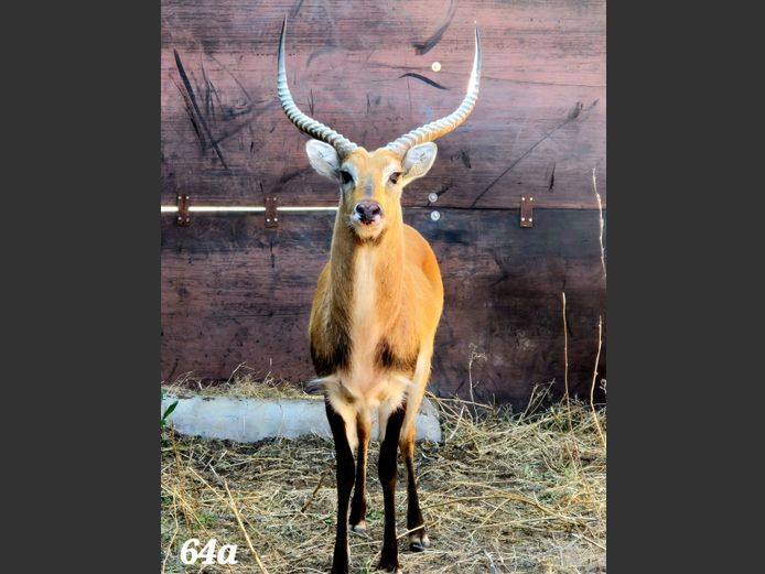 LECHWE | KEY GAME