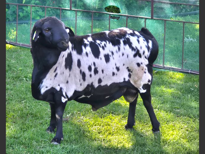 710 | P J Van Rensburg