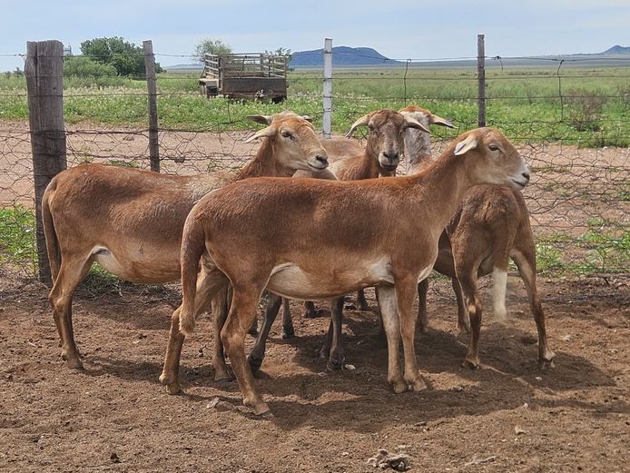 Ooie | GF Van Rooyen