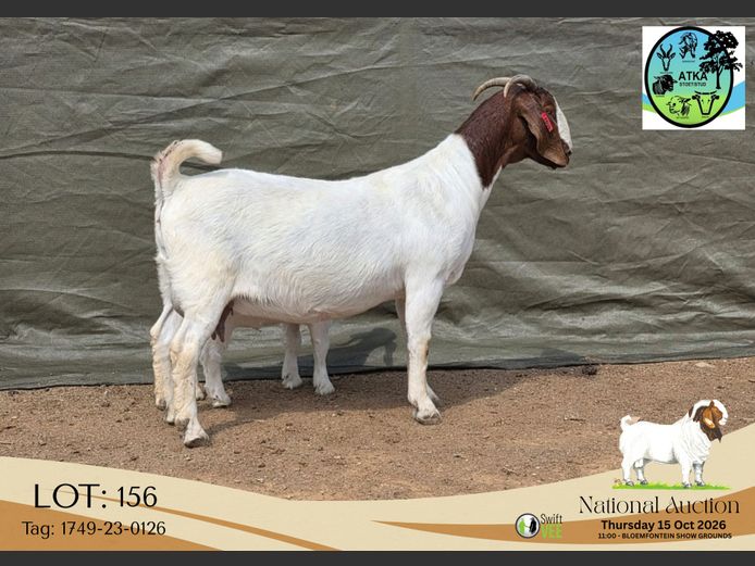 1749-23-0126 | ATKA Boerbokstoet