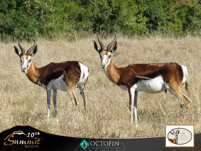 Coffee Springbok Ram