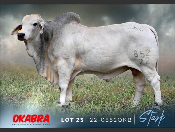 22-0852OKB | OKABRA BRAHMAN

