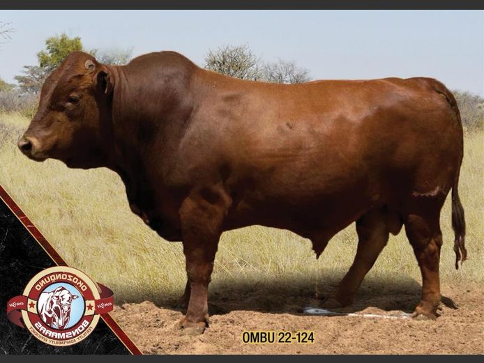 22-0124OMBU | OKOZONDUNO BONSMARA