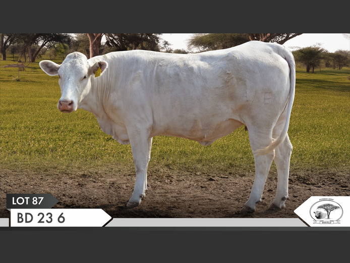 BD 230006 | KOPERKOP HUGENOOT STOET
