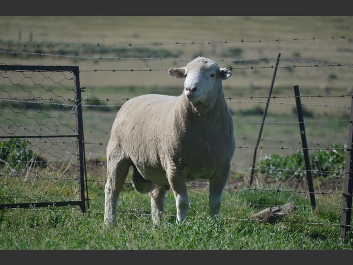 T 240392 | TWEE BROERS DORMER STOET