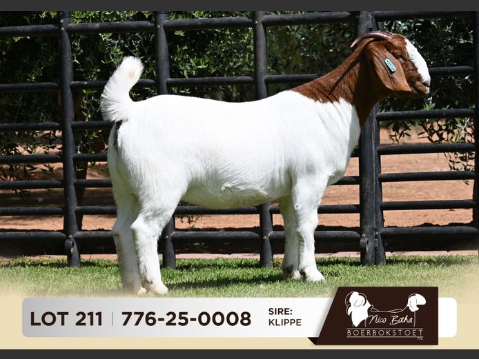 776-25-0008 | Nico Botha Boerbokstoet