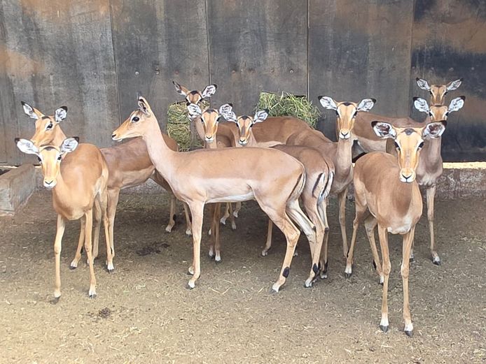 ROOIBOK | IMPISI SAFARIS