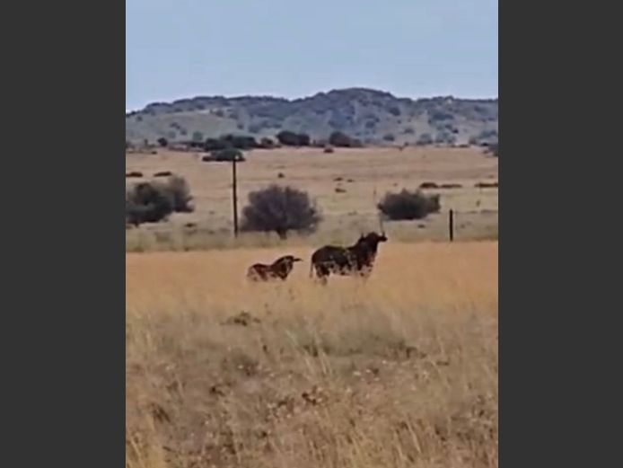 Swartwildebees | Tanzel Boerdery