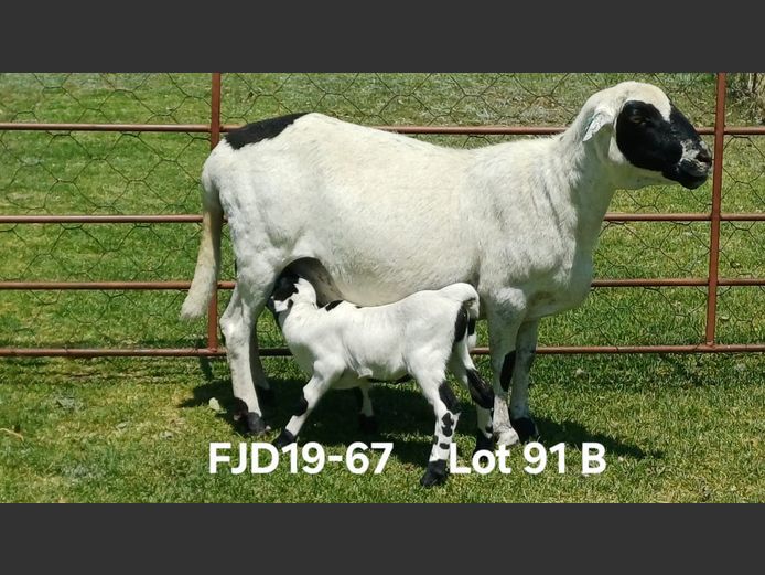 FJD 19-67 | Aucamp Meatmaster