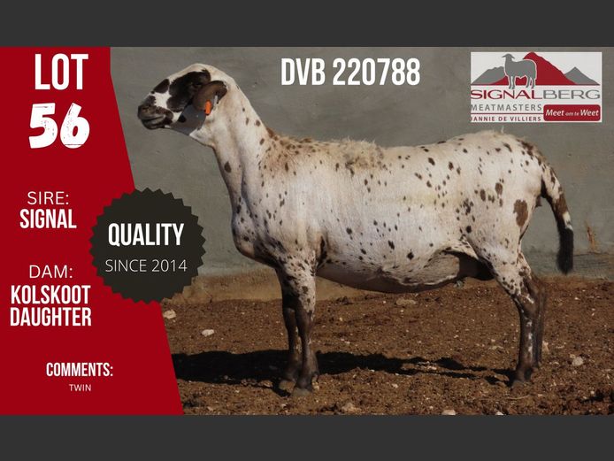 SIGNALBERG MEATMASTERS 12TH MEATMASTER RAM AUCTION | SwiftVEE | South ...