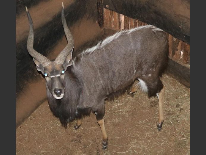 NYALA