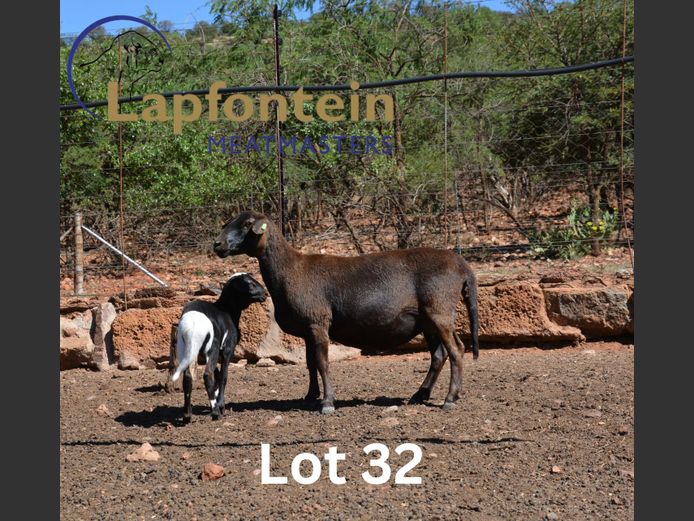 22-427 | Lapfontein Meatmasters
