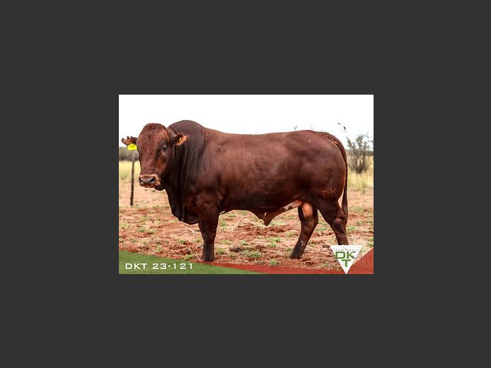 DKT 230121 | DKT BONSMARA