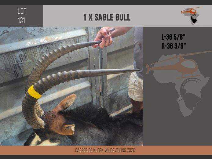 Sable (L-36 5/8" R-36 3/8")