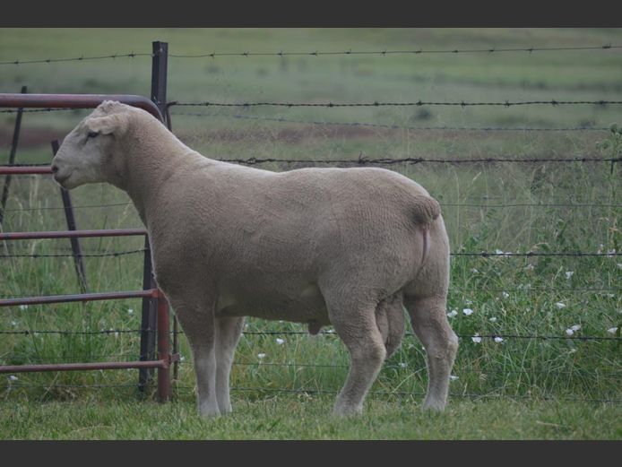 T 240229 | TWEE BROERS DORMER STOET