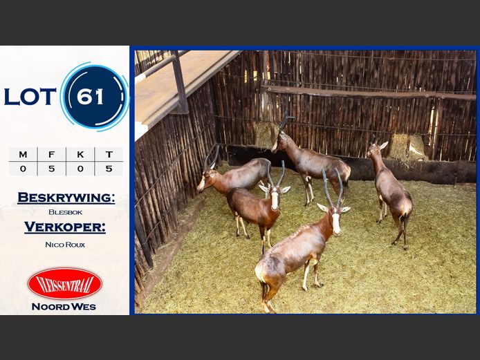 Blesbokke