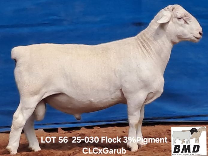 25-030 | BROER MARITZ DORPERS