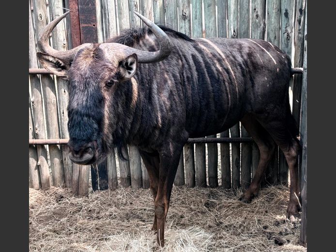 Blouwildebees Bul