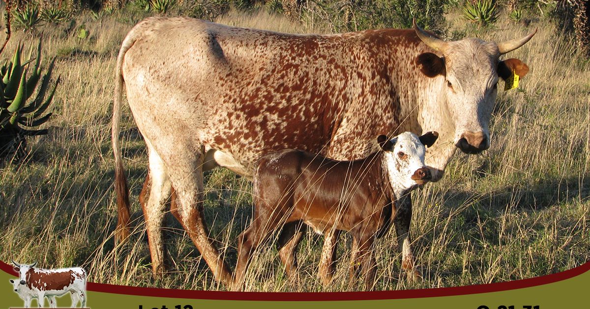 Lot 12 | UMSENGE NGUNI & QHINA DISPERSAL SALE | SwiftVEE | Livestock ...